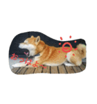 毎日使える柴犬スタンプ（個別スタンプ：2）
