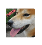 毎日使える柴犬スタンプ（個別スタンプ：4）