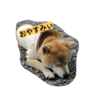 毎日使える柴犬スタンプ（個別スタンプ：5）