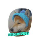 毎日使える柴犬スタンプ（個別スタンプ：7）