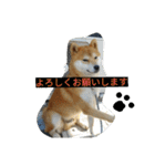 毎日使える柴犬スタンプ（個別スタンプ：8）