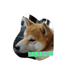 毎日使える柴犬スタンプ（個別スタンプ：9）