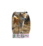 毎日使える柴犬スタンプ（個別スタンプ：10）