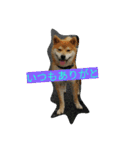 毎日使える柴犬スタンプ（個別スタンプ：11）
