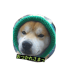 毎日使える柴犬スタンプ（個別スタンプ：13）