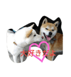 毎日使える柴犬スタンプ（個別スタンプ：16）