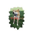 毎日使える柴犬スタンプ（個別スタンプ：17）