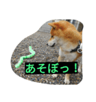 毎日使える柴犬スタンプ（個別スタンプ：18）