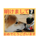 毎日使える柴犬スタンプ（個別スタンプ：19）