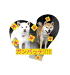 毎日使える柴犬スタンプ（個別スタンプ：20）