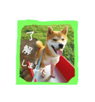 毎日使える柴犬スタンプ（個別スタンプ：21）