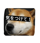 毎日使える柴犬スタンプ（個別スタンプ：22）