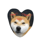 毎日使える柴犬スタンプ（個別スタンプ：24）