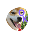 毎日使える柴犬スタンプ（個別スタンプ：25）