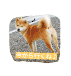 毎日使える柴犬スタンプ（個別スタンプ：26）