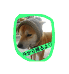 毎日使える柴犬スタンプ（個別スタンプ：27）