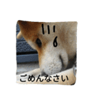 毎日使える柴犬スタンプ（個別スタンプ：28）