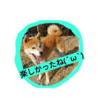 毎日使える柴犬スタンプ（個別スタンプ：31）