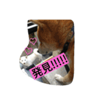 毎日使える柴犬スタンプ（個別スタンプ：32）