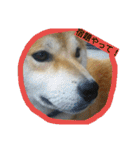 毎日使える柴犬スタンプ（個別スタンプ：33）