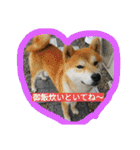 毎日使える柴犬スタンプ（個別スタンプ：34）