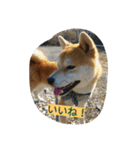 毎日使える柴犬スタンプ（個別スタンプ：37）