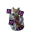 毎日使える柴犬スタンプ（個別スタンプ：38）