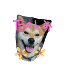 毎日使える柴犬スタンプ（個別スタンプ：39）