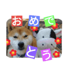 毎日使える柴犬スタンプ（個別スタンプ：40）