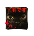 black cat "choco''（個別スタンプ：1）