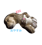 ダックスのエルくんちゃん（個別スタンプ：1）
