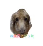 ダックスのエルくんちゃん（個別スタンプ：4）