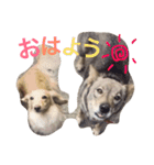 ダックスのエルくんちゃん（個別スタンプ：15）