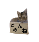 普段使いやすい言葉をまとめてみました。（個別スタンプ：6）
