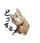 普段使いやすい言葉をまとめてみました。（個別スタンプ：7）