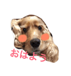 Eコッカー（leo collection）（個別スタンプ：2）