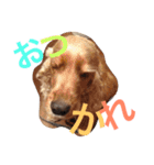 Eコッカー（leo collection）（個別スタンプ：3）