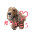Eコッカー（leo collection）（個別スタンプ：4）