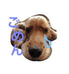 Eコッカー（leo collection）（個別スタンプ：5）