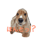 Eコッカー（leo collection）（個別スタンプ：6）