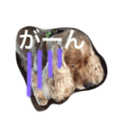 Eコッカー（leo collection）（個別スタンプ：7）