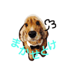 Eコッカー（leo collection）（個別スタンプ：10）