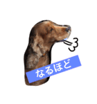 Eコッカー（leo collection）（個別スタンプ：14）