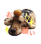 Eコッカー（leo collection）（個別スタンプ：15）