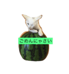 白猫ゆり（個別スタンプ：12）