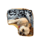 モッピーの日常（個別スタンプ：5）