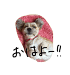 モッピーの日常（個別スタンプ：9）