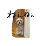 モッピーの日常（個別スタンプ：16）