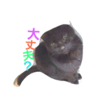 kakaricho Rocky（個別スタンプ：1）