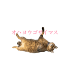 ノス兄さんのスタンプ（個別スタンプ：1）